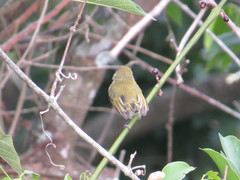 Hemitriccus nidipendulus
