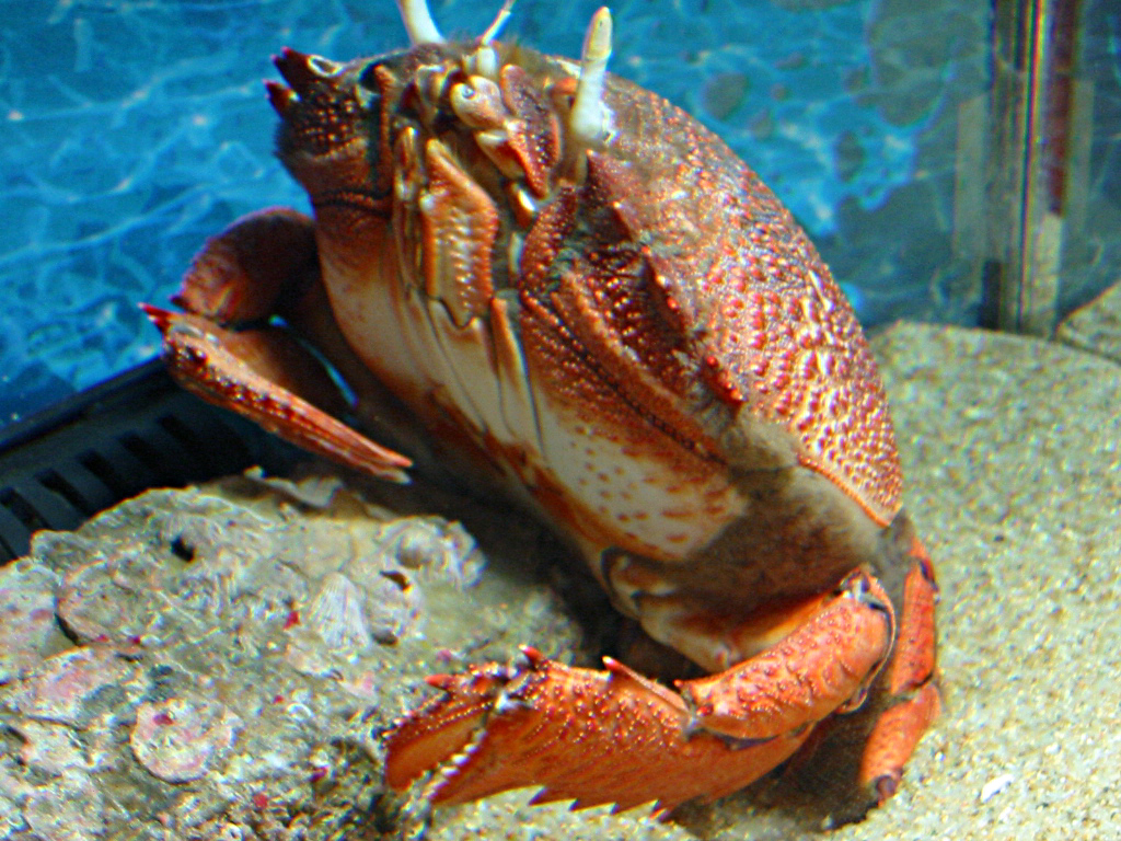 spanner crab