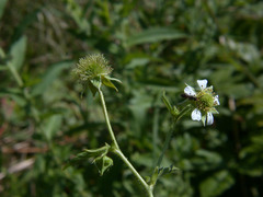 Geum × cortlandicum