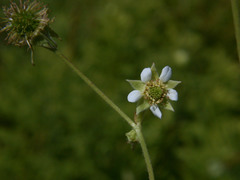Geum × cortlandicum