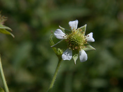 Geum × cortlandicum