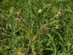 Geum × cortlandicum