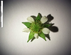 Geum × cortlandicum