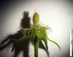 Geum × cortlandicum