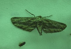 Holochroa dissociarius