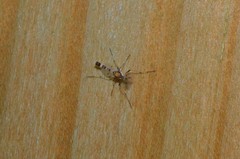 Coelotanypus tricolor