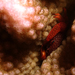Honeycomb Coral Crab - Photo (c) Patrick Randall, some rights reserved (CC BY-NC-SA)