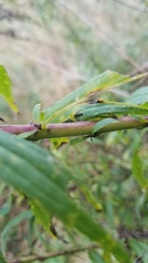 Solidago canadensis hargeri