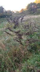 Solidago canadensis hargeri