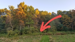 Solidago canadensis hargeri