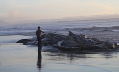 Balaenoptera musculus