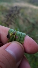 Solidago canadensis hargeri
