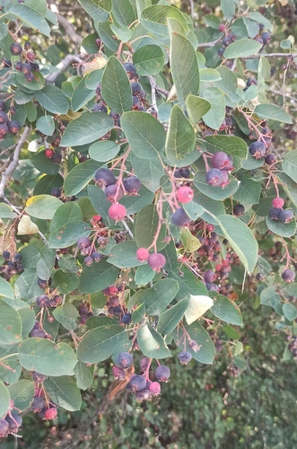 Dwarf Serviceberry