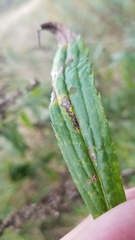 Solidago canadensis hargeri