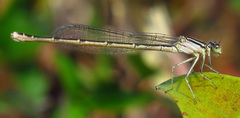 Enallagma durum