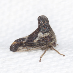 Telamonini