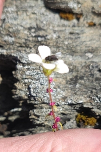Nodding saxifrage (Saxifraga cernua)