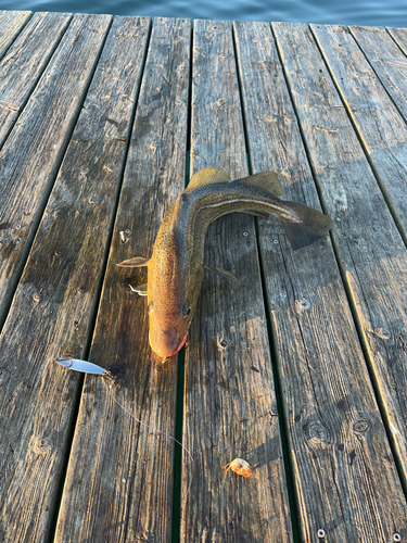 Atlantic Cod