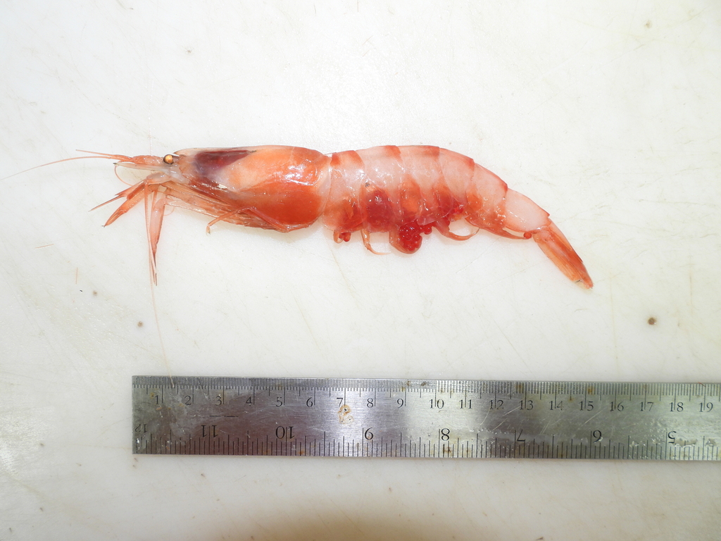 crimson pasiphaeid