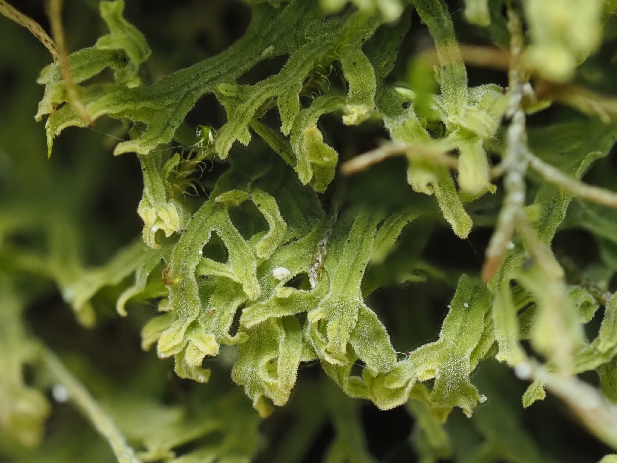 Metzgeria pubescens