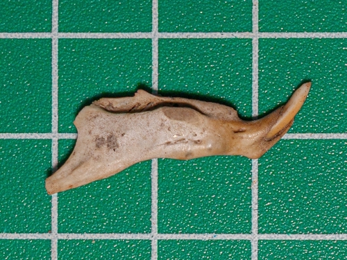 Spix's Yellow-toothed Cavy