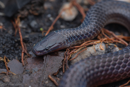 Calamaria schmidti Marx & Inger, 1955
