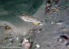 Torquigener squamicauda