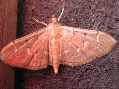 Herpetogramma rudis