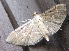 Herpetogramma rudis