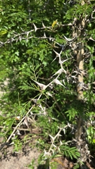 Cornezuelo