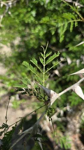 Cornezuelo (Vachellia cornigera)