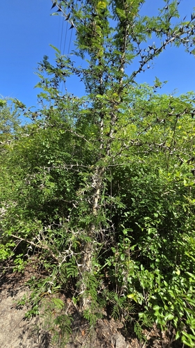 Cornezuelo (Vachellia cornigera)