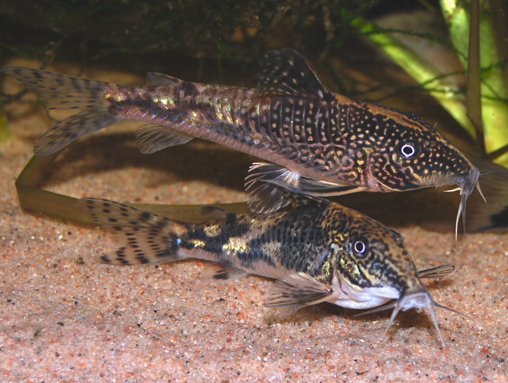 Banded Cory