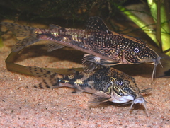 Banded Cory photo 1