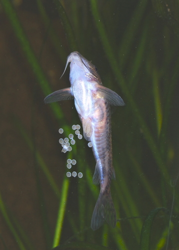 Banded Cory