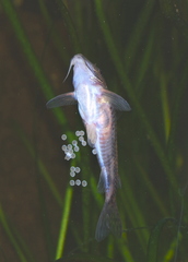 Banded Cory photo 4