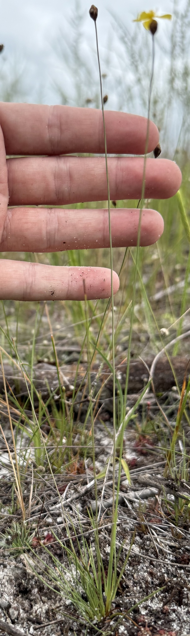 Xyris isoetifolia