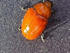 Neotriplax lewisii