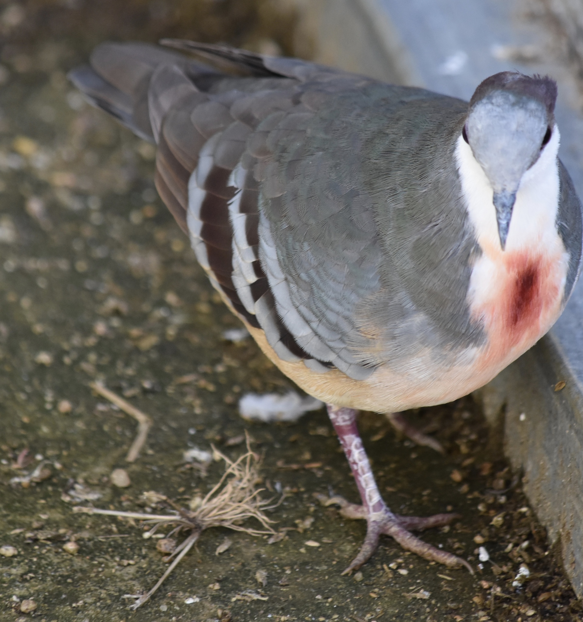 Pombo-apunhalado, Pombo-apunhalado Gallicolumba luzonica Vi…