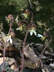 Anoectochilus formosanus