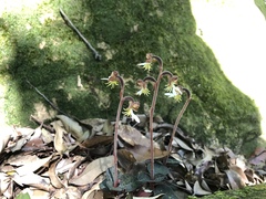 Anoectochilus formosanus