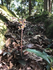 Anoectochilus formosanus