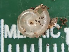 Glyphyalinia indentata
