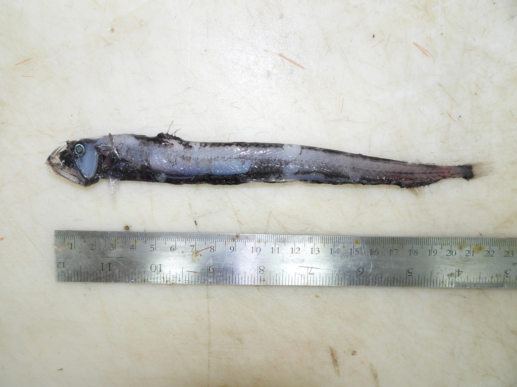 Sloane's Viperfish