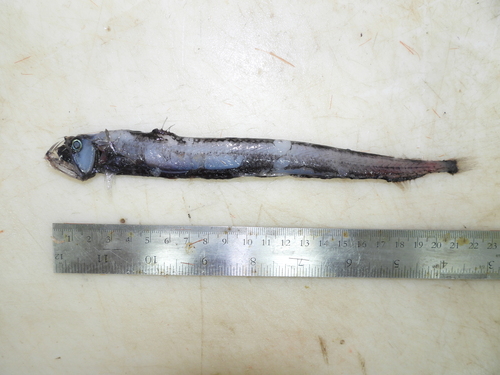 Sloane's Viperfish