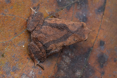 Balu Sticky Frog photo 2