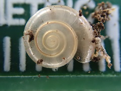 Glyphyalinia indentata