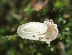 Glyphyalinia indentata