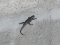 Sceloporus mucronatus