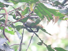 Hemithraupis ruficapilla